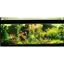 主流的幾種魚(yú)缸造景方式